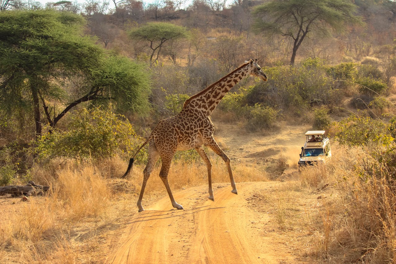 Tours & Safari
